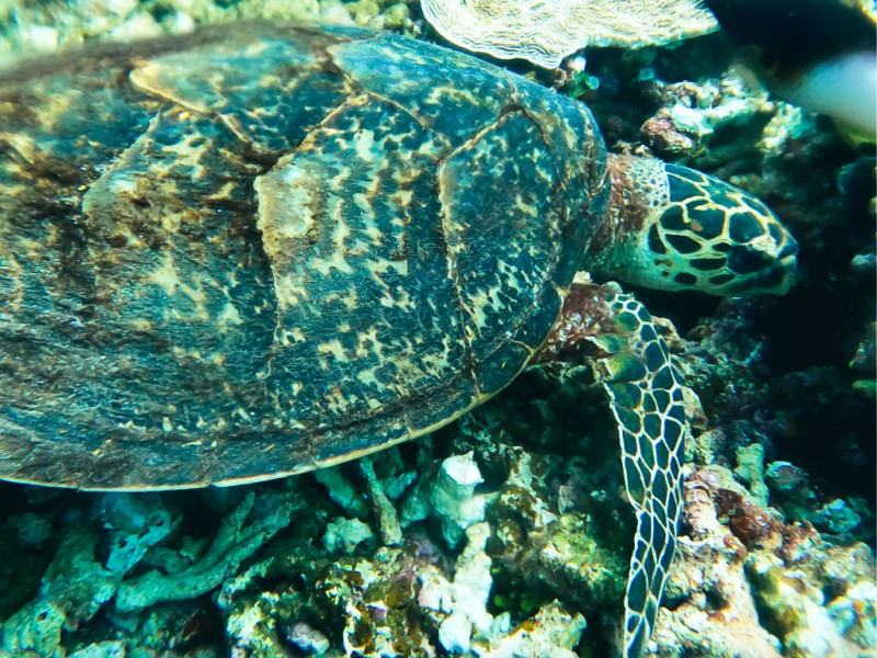 Kerama Islands snorkeling with sea turtle in Kerama Blue waters