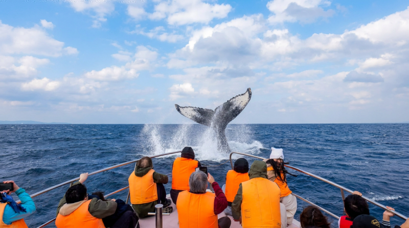 Naha Kokusai Street and harbor sunset cruise winter whale watching